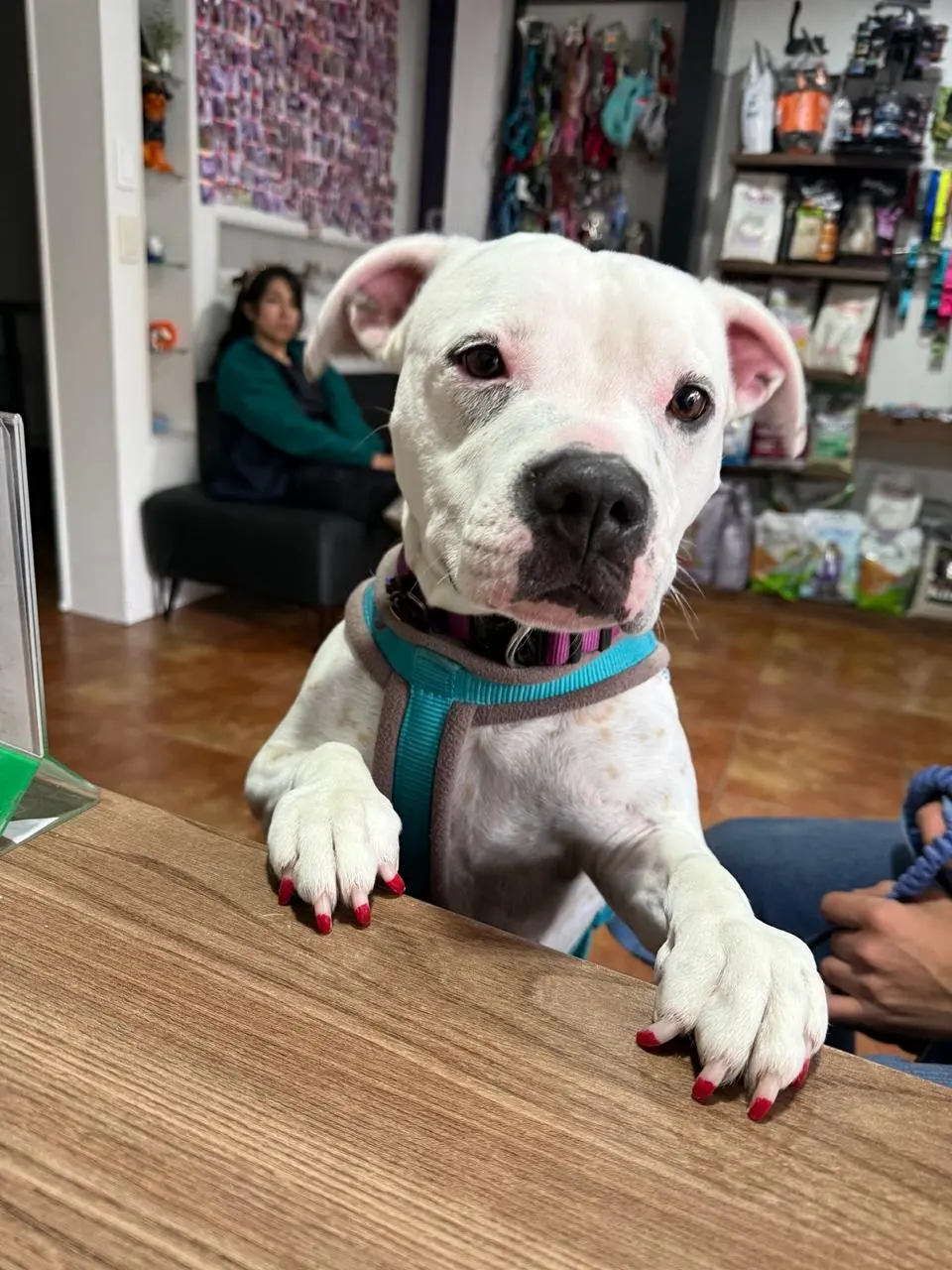 Akira, paciente de PetLand