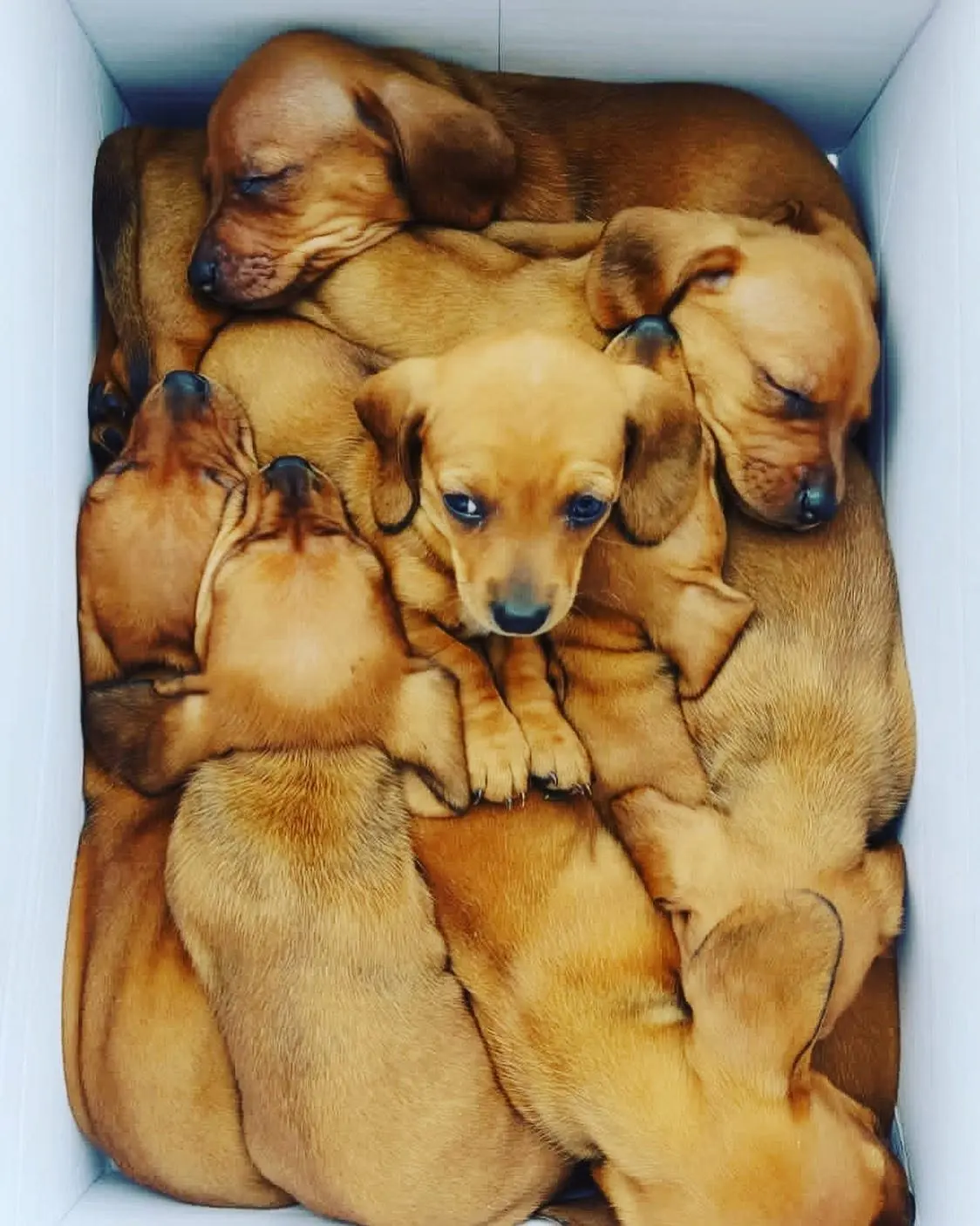 La camada, paciente de PetLand