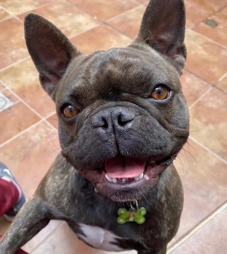 Choco, paciente de PetLand