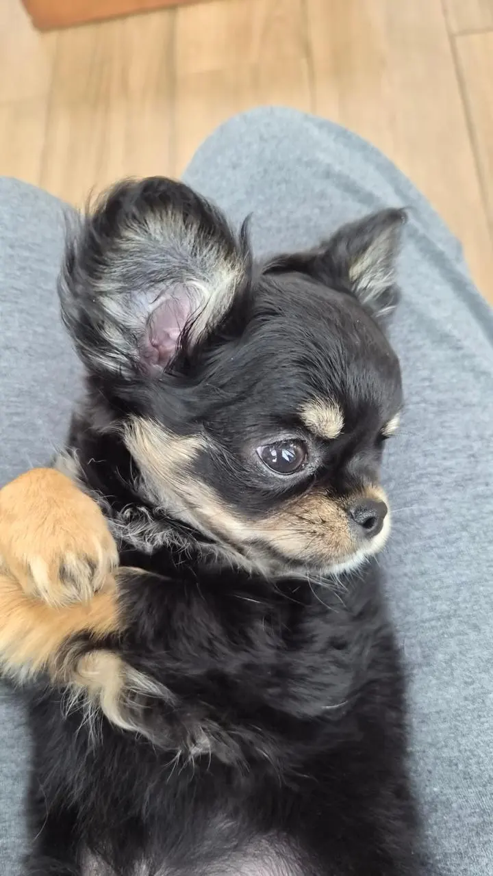 Maddía, paciente de PetLand