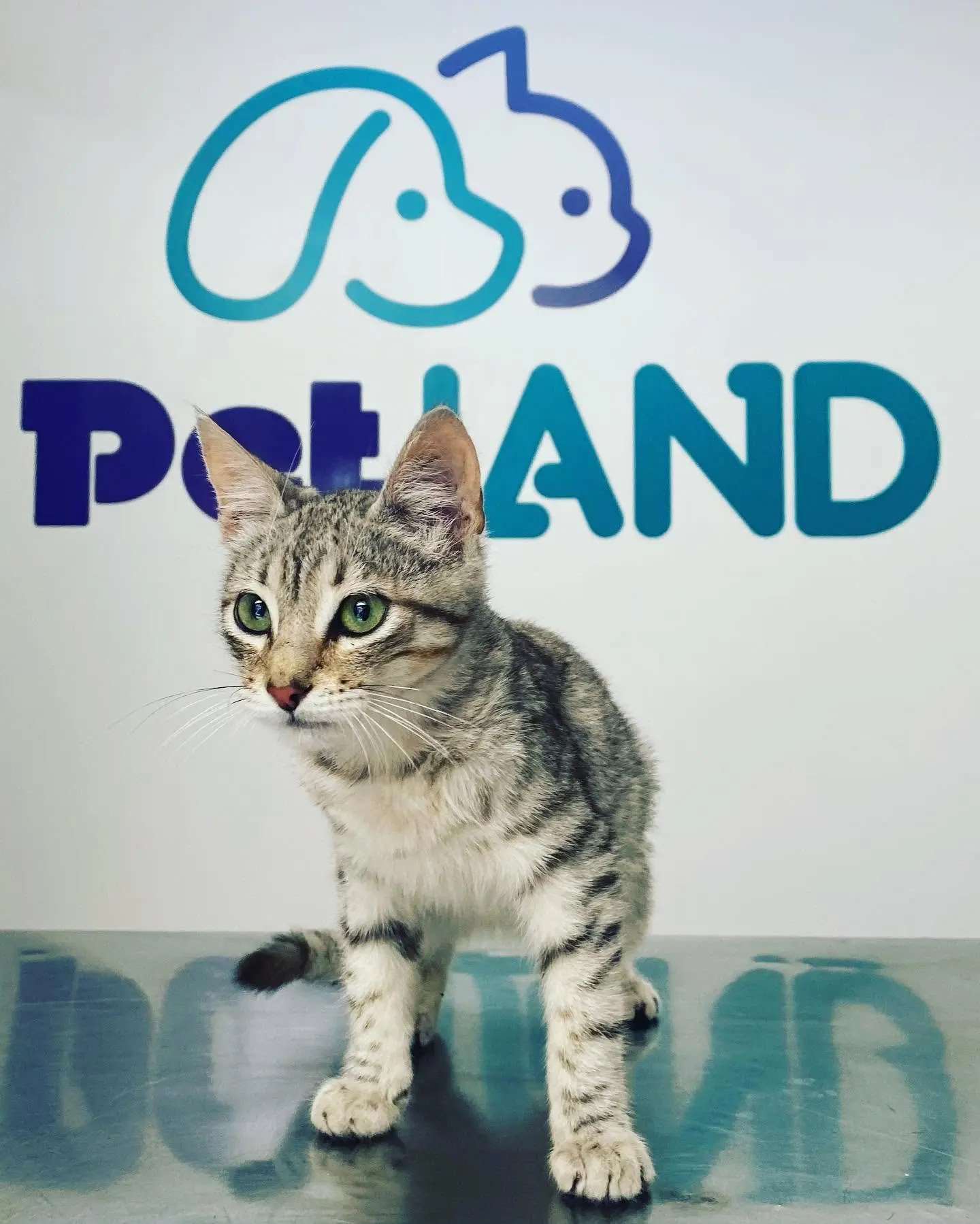 Mimi, paciente de PetLand